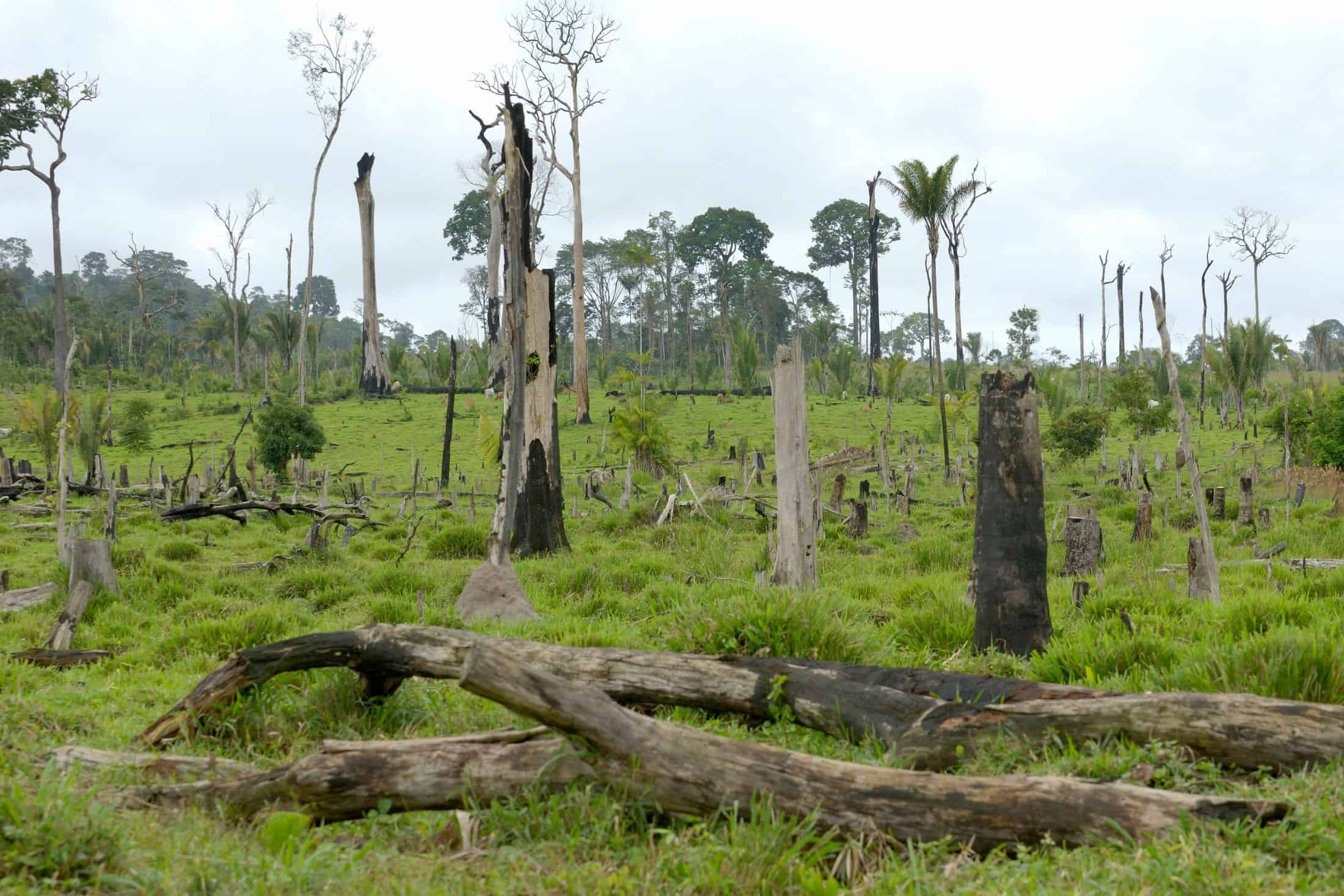 Why grassroots communication is key to stopping Amazon deforestation